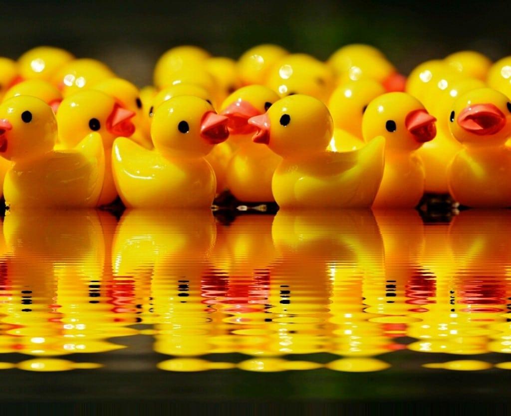 rubber ducks