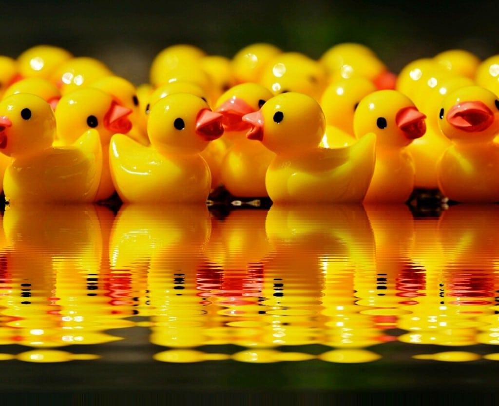 rubber ducks