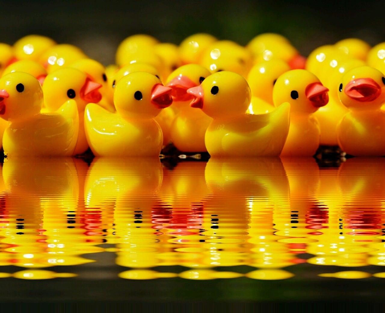 rubber ducks