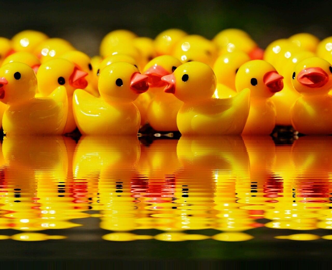 rubber ducks